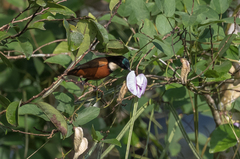 Chalcomitra adelberti