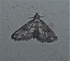 Sufetula hemiophthalma