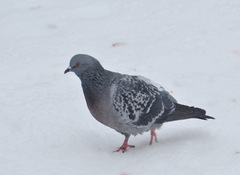 Columba livia domestica