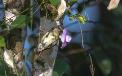 Chalcomitra adelberti