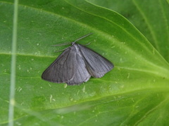 Crocota peletieraria