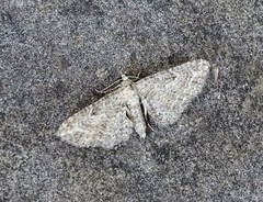 Eupithecia millefoliata