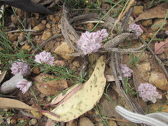 Ptilotus drummondii