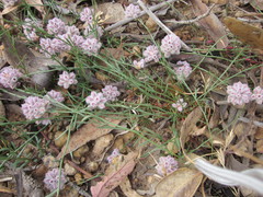 Ptilotus drummondii
