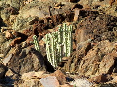 Euphorbia virosa virosa