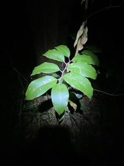 Mischocarpus pyriformis