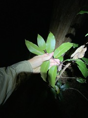 Mischocarpus pyriformis