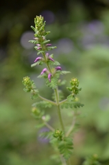 Pedicularis gracilis
