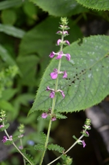 Pedicularis gracilis