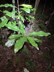 Planchonella chartacea