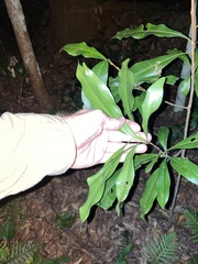 Planchonella chartacea