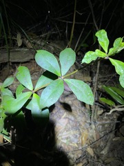 Alyxia magnifolia
