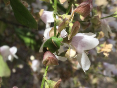 Ocirrhoe unimaculata