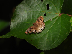 Odontoptilum angulata angulata