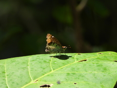 Odontoptilum angulata angulata