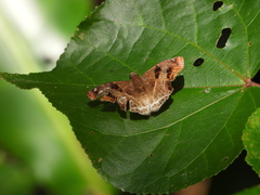 Odontoptilum angulata angulata