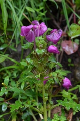Pedicularis megalantha