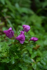 Pedicularis megalantha