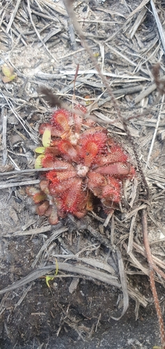 Image of Drosera venusta by (c) Nic Knott-Craig, some rights reserved (CC BY-SA)