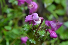 Pedicularis megalantha