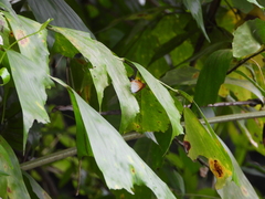 Hypolycaena thecloides