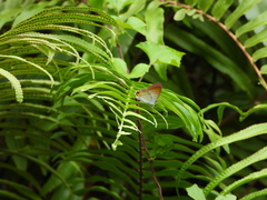Hypolycaena thecloides