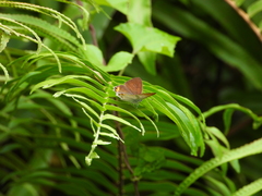 Hypolycaena thecloides
