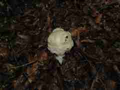 Amanita strobiliformis