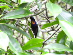 Leptocoma calcostetha