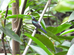 Leptocoma calcostetha