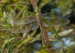 Anax papuensis