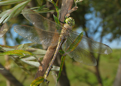 Anax papuensis
