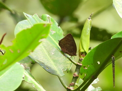 Arhopala centaurus