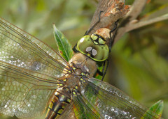 Anax papuensis