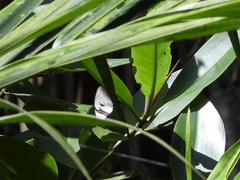 Polyura schreiber