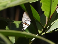 Polyura schreiber