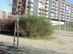 Spartium junceum