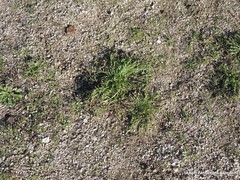 Plantago coronopus