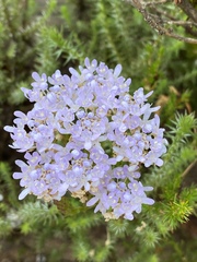 Pseudoselago subglabra