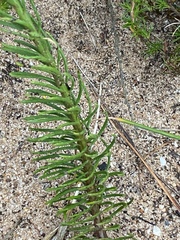 Pseudoselago subglabra