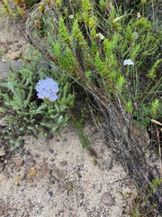 Pseudoselago subglabra