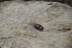 Metopograpsus latifrons