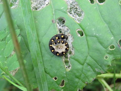 Tenthredo mandibularis