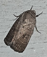 Athetis reclusa