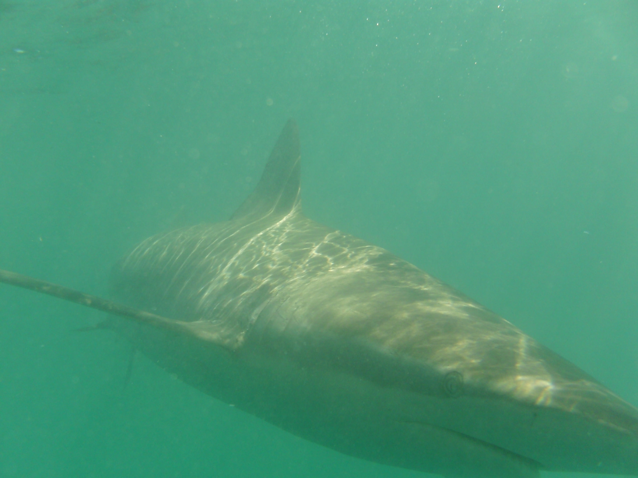 Species image