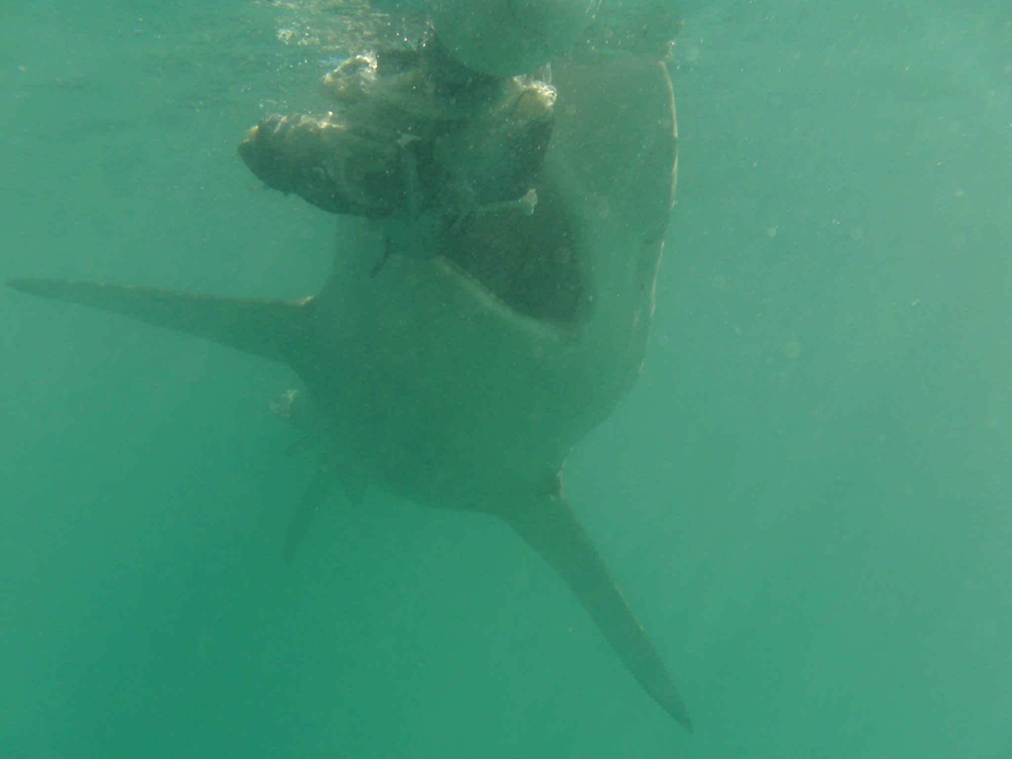 Species image