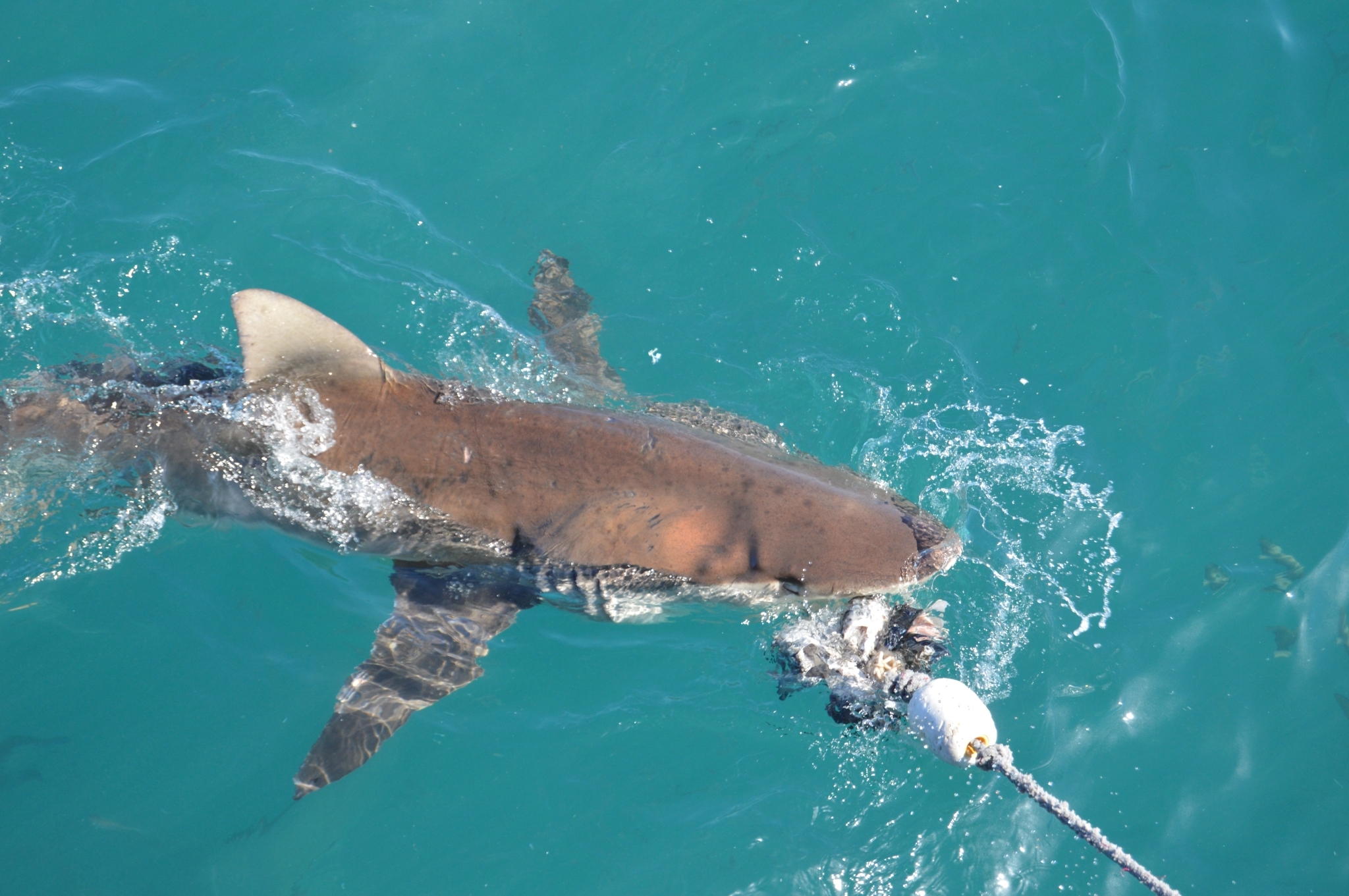 Species image