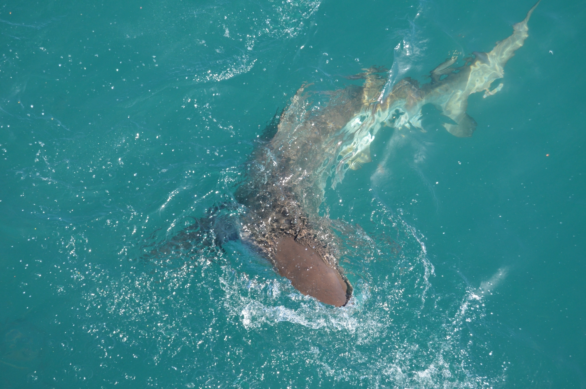 Species image