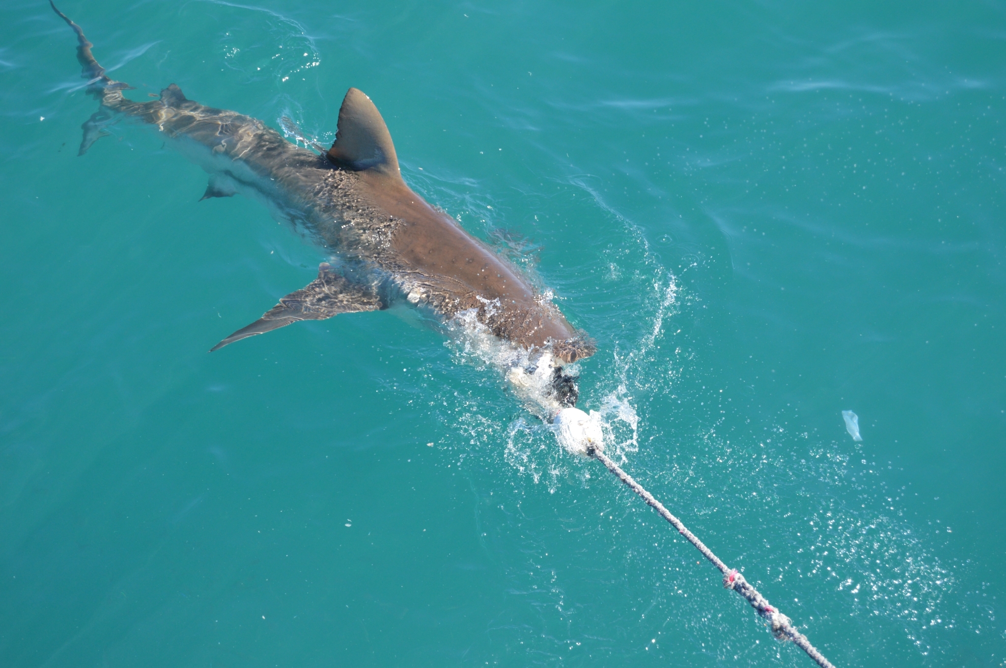Species image