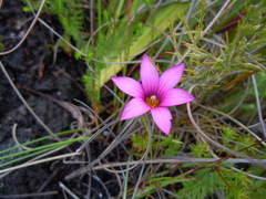 Romulea cruciata